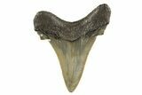Serrated Angustidens Tooth - Megalodon Ancestor #321680-1